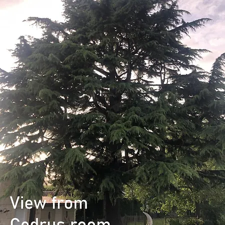 Cedrus * Jabbeke (West-Flanders)